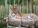 OASIS OF THE SIBERIAN TIGER  #5