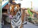 Oáza Sibiřského Tigra #8