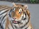 OASIS OF THE SIBERIAN TIGER  #11