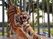 Oáza Sibírskeho Tigra #12