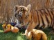 Oáza Sibiřského Tigra #15