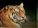 Oáza Sibiřského Tigra #9