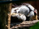 Panthera park #3