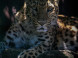 Panthera park #6