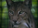 Panthera park #7