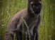 Panthera park #8