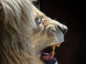 Panthera park #10