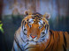 Panthera park