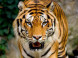 Panthera park #49