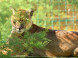 Panthera park #50