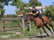 Ranch BUTTERFLY #14