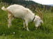 Krajinka shepherd’s farm #10