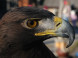 Falconry and Mini Zoo Devín #15