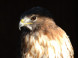 Falconry and Mini Zoo Devín #17