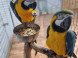 Falconry and Mini Zoo Devín #7