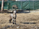 Falconry and Mini Zoo Devín #3