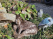 Falconry and Mini Zoo Devín #23
