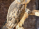 Falconry and Mini Zoo Devín #8