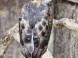 Falconry and Mini Zoo Devín #26