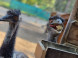 Falconry and Mini Zoo Devín #36