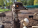 Falconry and Mini Zoo Devín #11