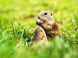 Ground squirrel area Muránska plain #3