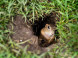 Ground squirrel area Muránska plain #4
