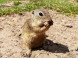 Ground squirrel area Muránska plain #10