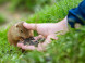 Ground squirrel area Muránska plain #13