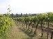 Winery Fiala #3