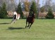 WhiteCrow Ranch #10