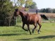 WhiteCrow Ranch #11