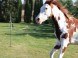 WhiteCrow Ranch #12