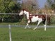 WhiteCrow Ranch #13
