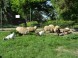 MINIZOO in the Park #4