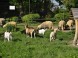 MINIZOO in the Park #7