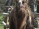 ZOO SPIŠSKÁ NOVÁ VES #7