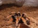 ZOO SPIŠSKÁ NOVÁ VES #11