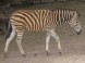 ZOO SPIŠSKÁ NOVÁ VES #12