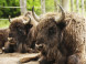Bison reserve