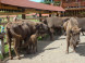 Bison reserve #4