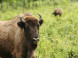 Bison reserve #6