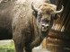 Bison reserve #5