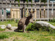 Tatras Animal park #5