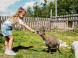 Tatras Animal park #2