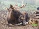 Animal Park - Moose farm #16