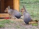 Animal Park - Moose farm #19
