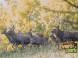 Animal Park - Moose farm #20