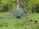 Animal Park - Moose farm #23