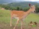 Animal Park - Moose farm #25